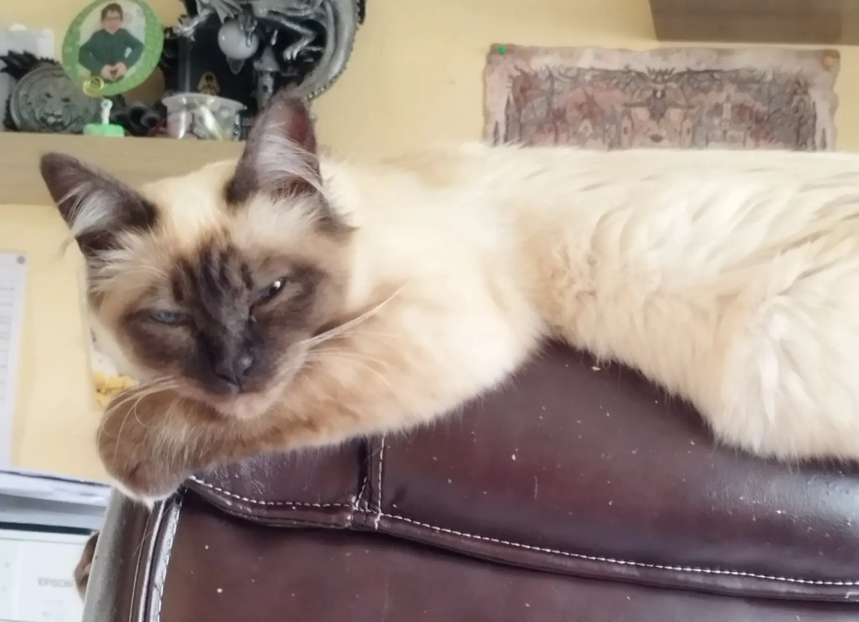 Chatte Perdue 35 Ille-et-Vilaine Chatte Perdue 35 Ille-et-Vilaine