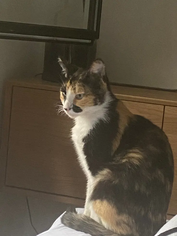 Chatte Perdue 36 Indre Chatte Perdue 36 Indre