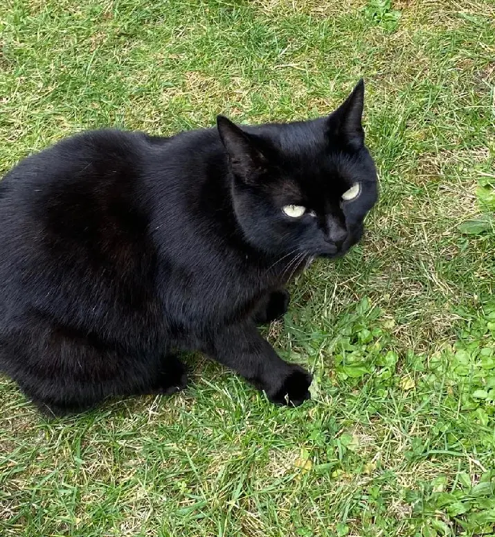 Chatte Perdue 36 Indre Chatte Perdue 36 Indre