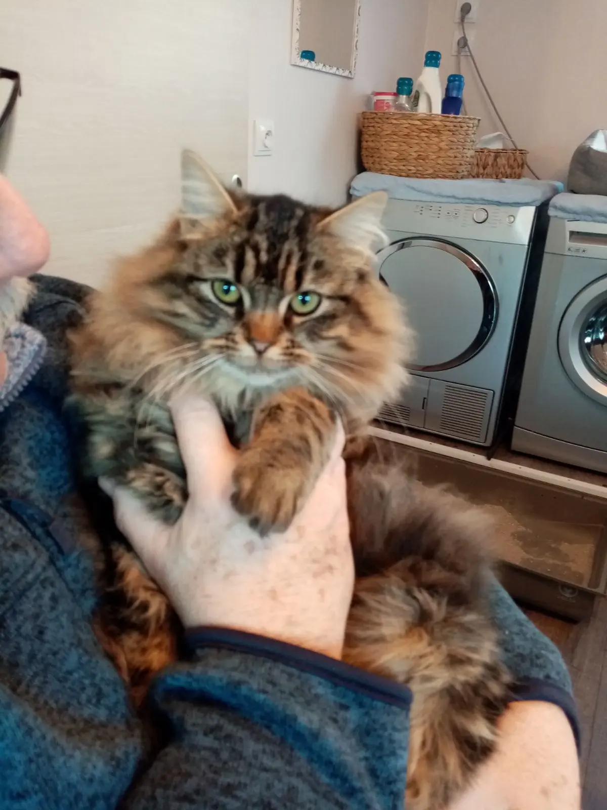 chatte perdue D 51 36230 Sarzay chatte lost D 51 36230 Sarzay