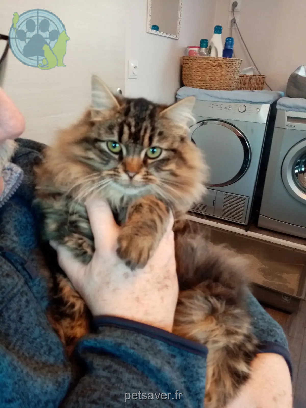 chatte perdue D 51 36230 Sarzay chatte lost D 51 36230 Sarzay