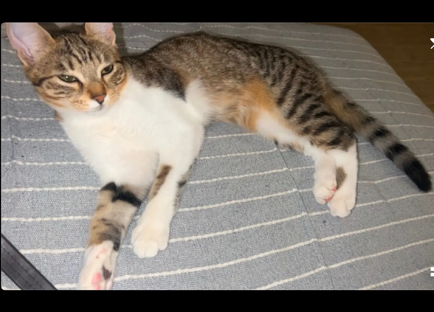 Chatte Perdue 36 Indre Chatte Perdue 36 Indre