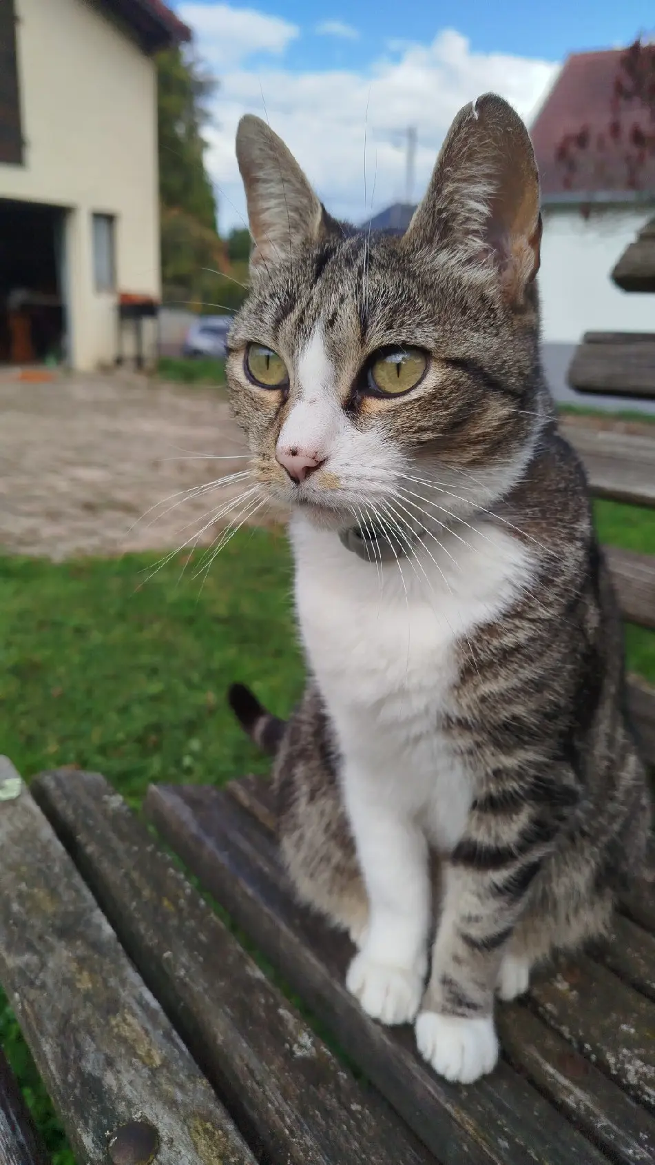 Chatte Perdue 36 Indre Chatte Perdue 36 Indre
