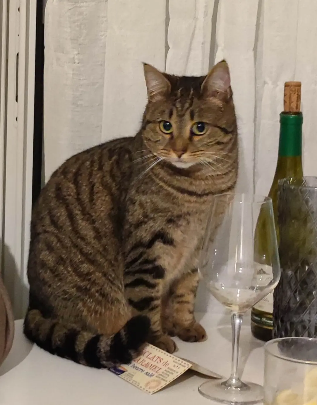 Chatte Perdue 36 Indre Chatte Perdue 36 Indre