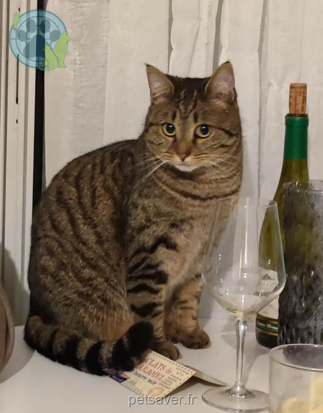 Chatte Perdue 36 Indre Chatte Perdue 36 Indre