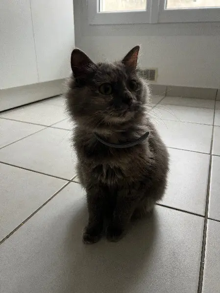 Chatte Perdue 36 Indre Chatte Perdue 36 Indre