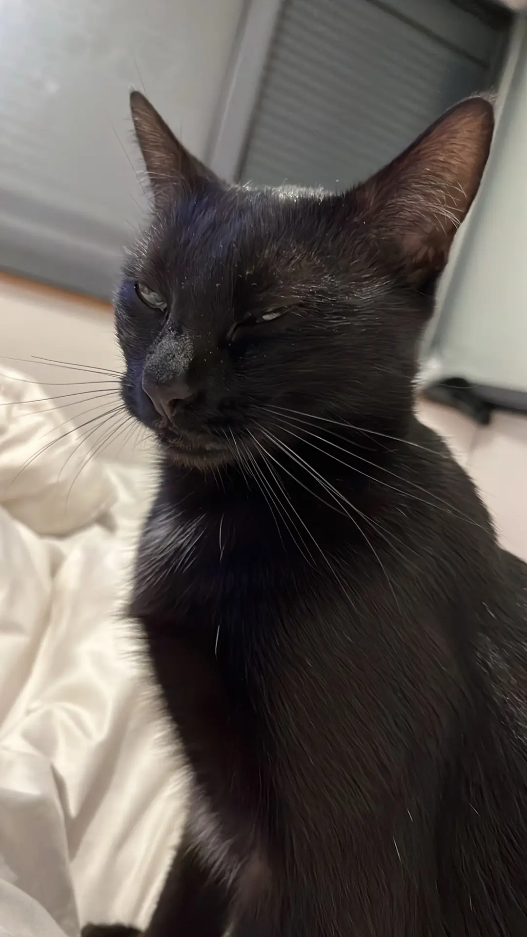 Chatte Perdue 36 Indre Chatte Perdue 36 Indre