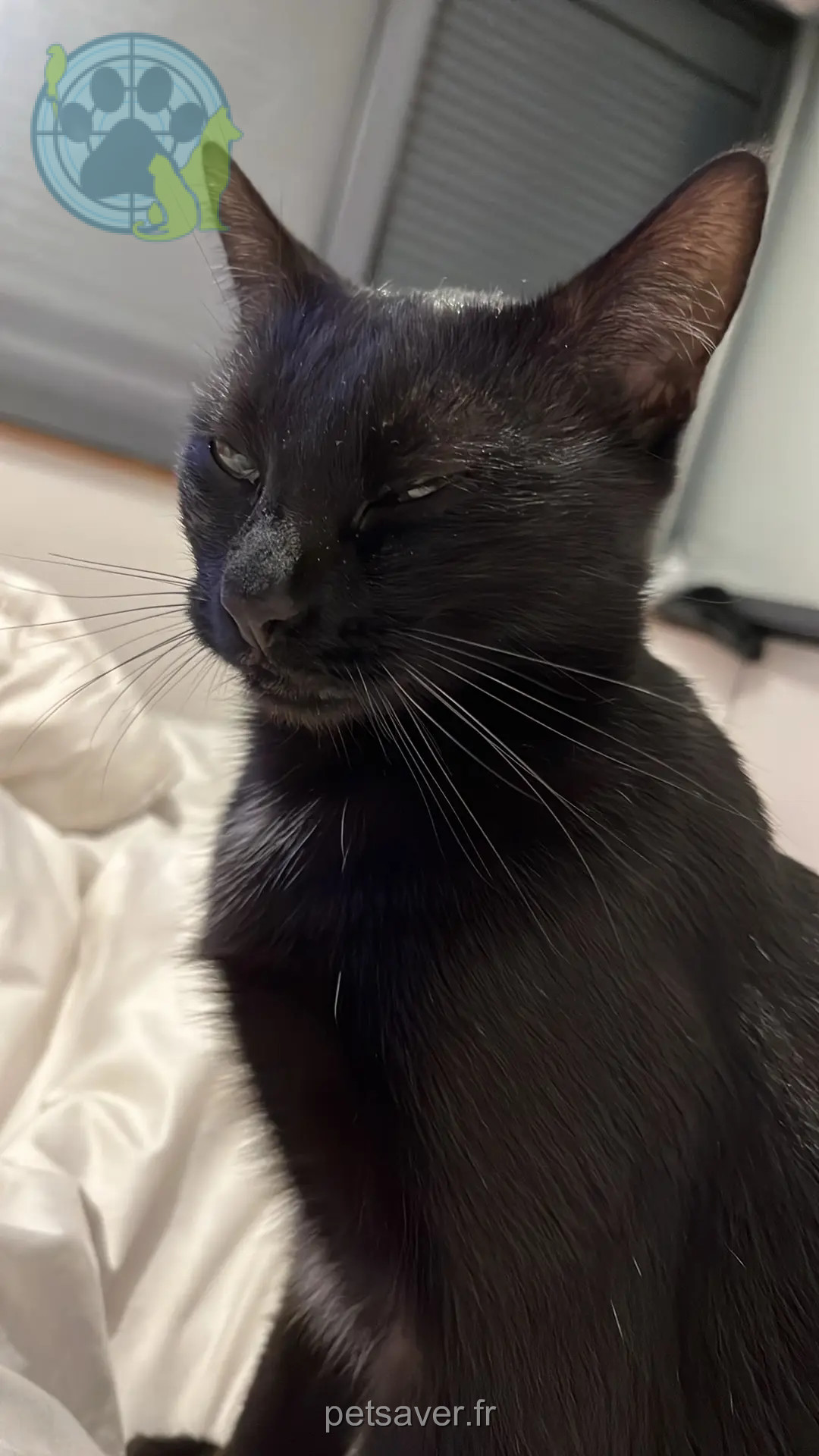 Chatte Perdue 36 Indre Chatte Perdue 36 Indre