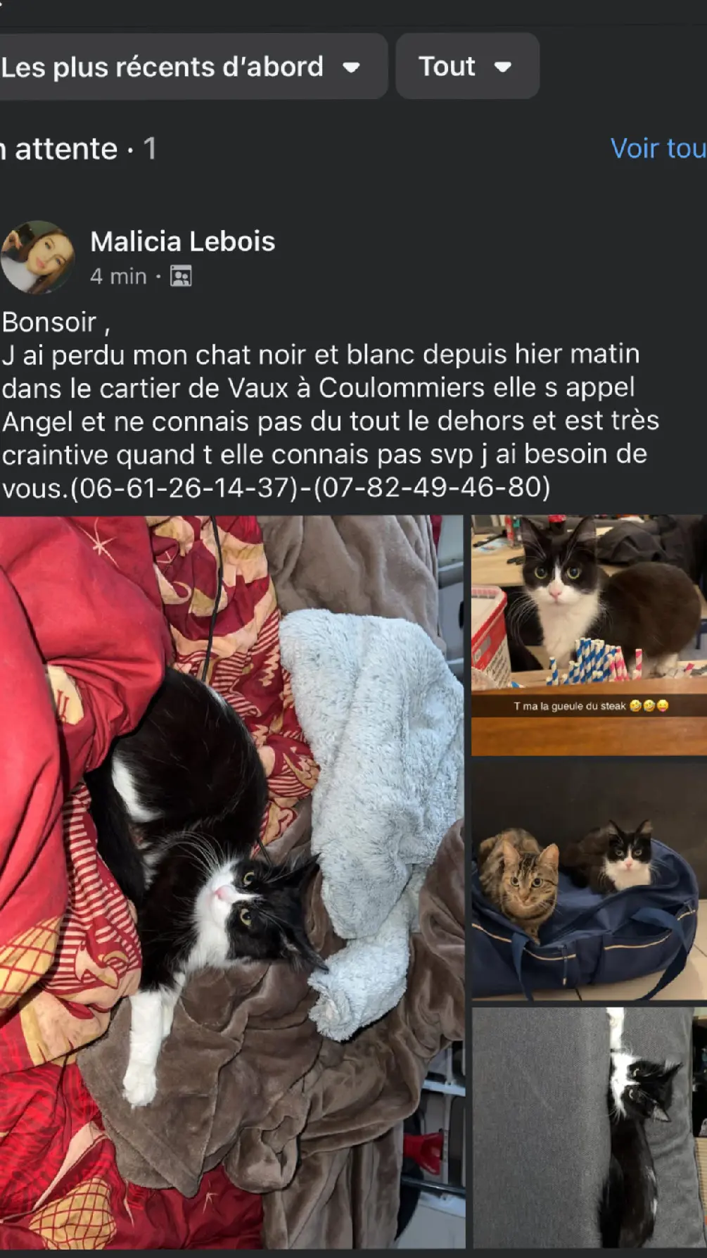 Chatte Perdue 36 Indre Chatte Perdue 36 Indre