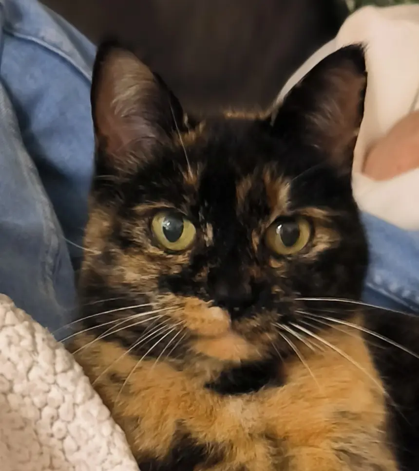 Chatte Perdue 36 Indre Chatte Perdue 36 Indre