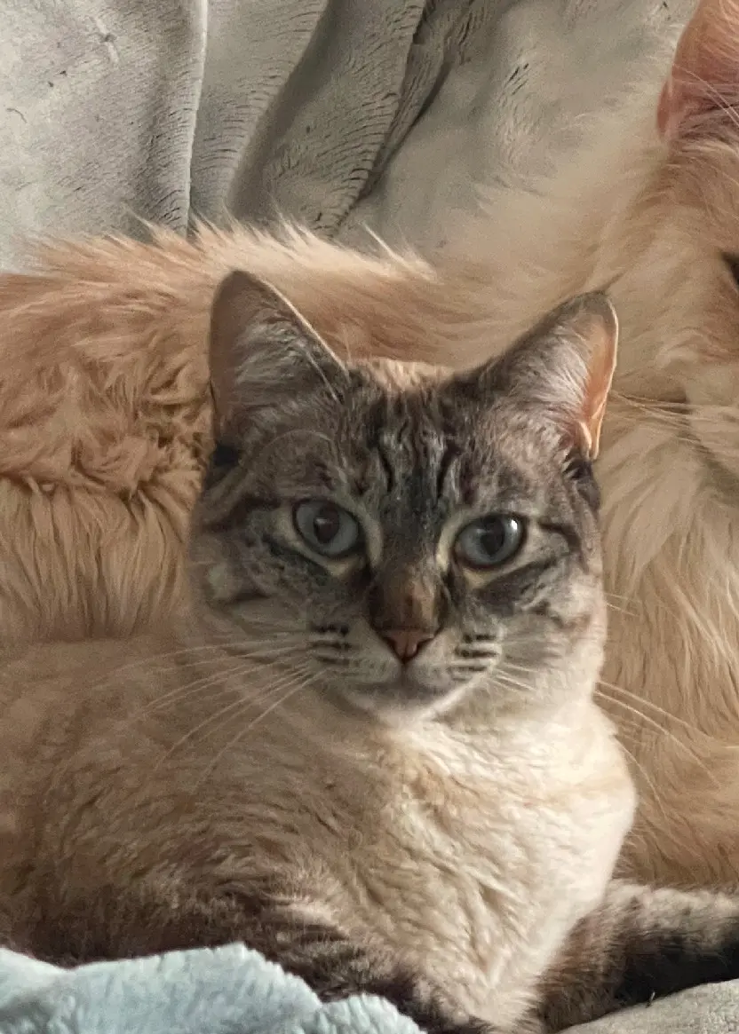 Chatte Perdue 36 Indre Chatte Perdue 36 Indre