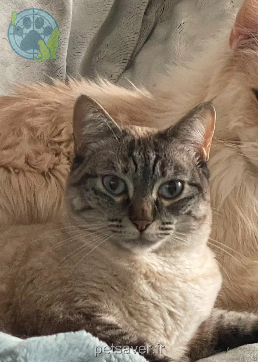 Chatte Perdue 36 Indre Chatte Perdue 36 Indre