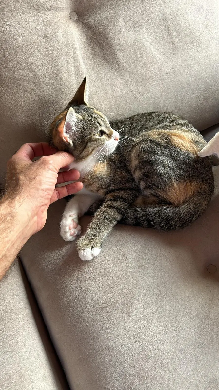 Chatte Perdue 36 Indre Chatte Perdue 36 Indre
