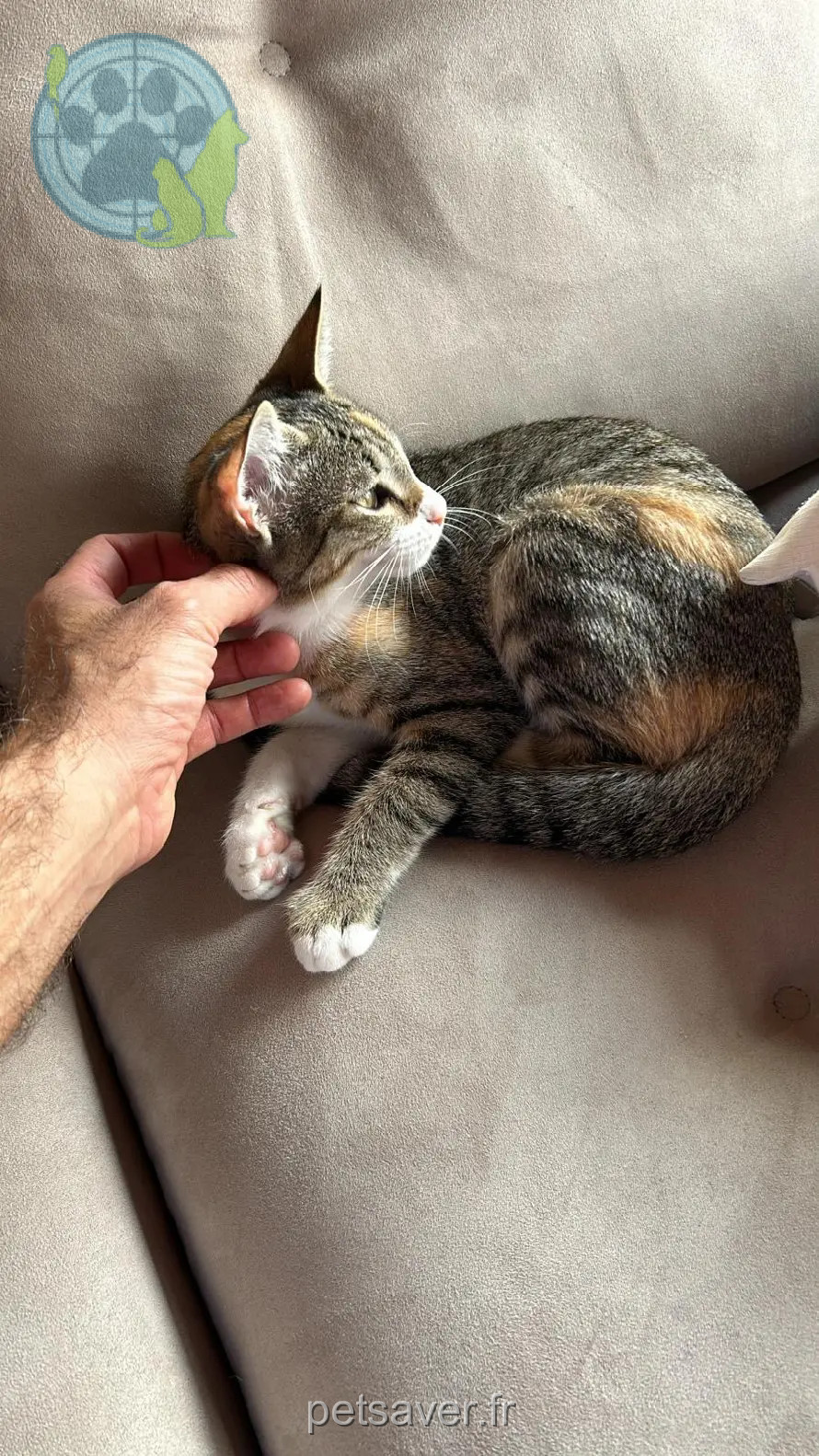 Chatte Perdue 36 Indre Chatte Perdue 36 Indre