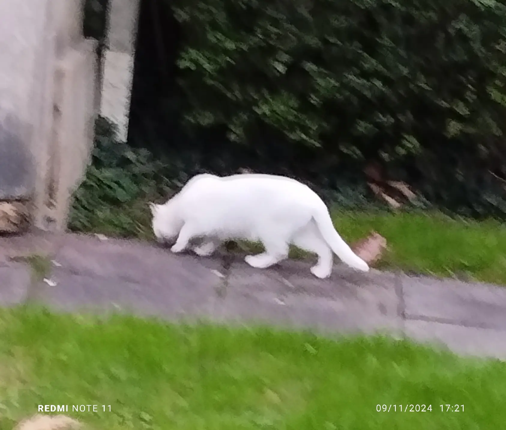 Chatte Perdue 36 Indre Chatte Perdue 36 Indre