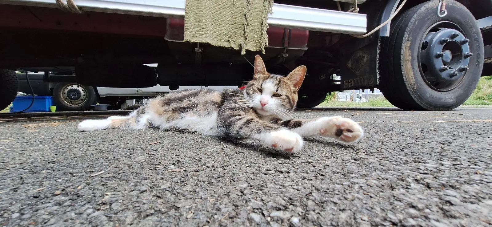 Chatte Perdue 36 Indre Chatte Perdue 36 Indre