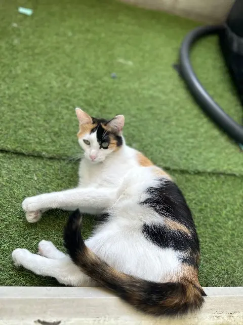 chatte lost   36000 Châteauroux Artemis