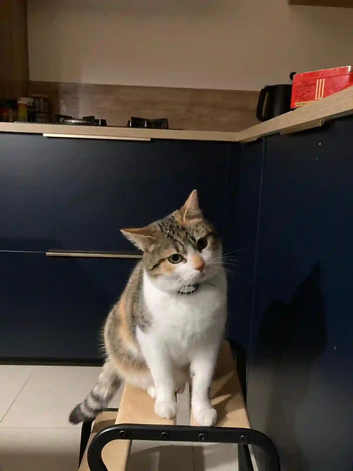 Chatte Perdue 36 Indre Chatte Perdue 36 Indre