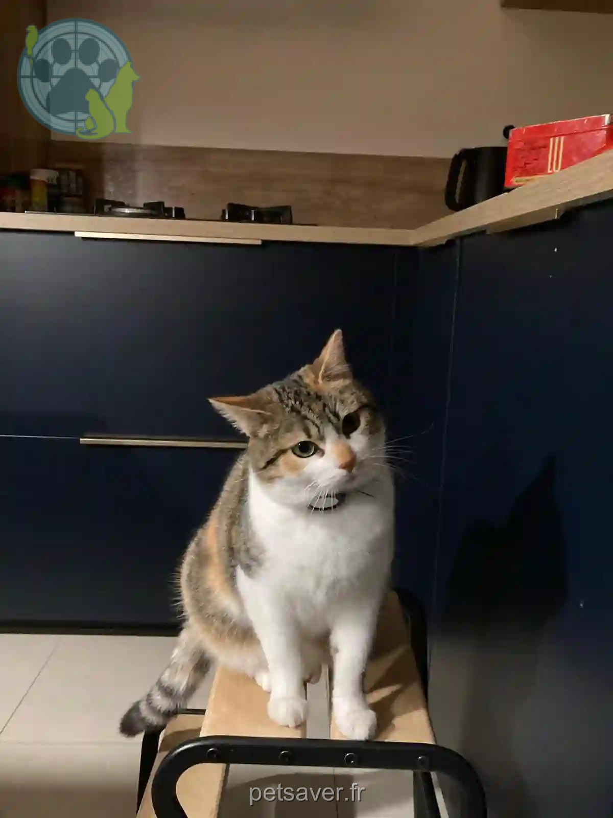 Chatte Perdue 36 Indre Chatte Perdue 36 Indre