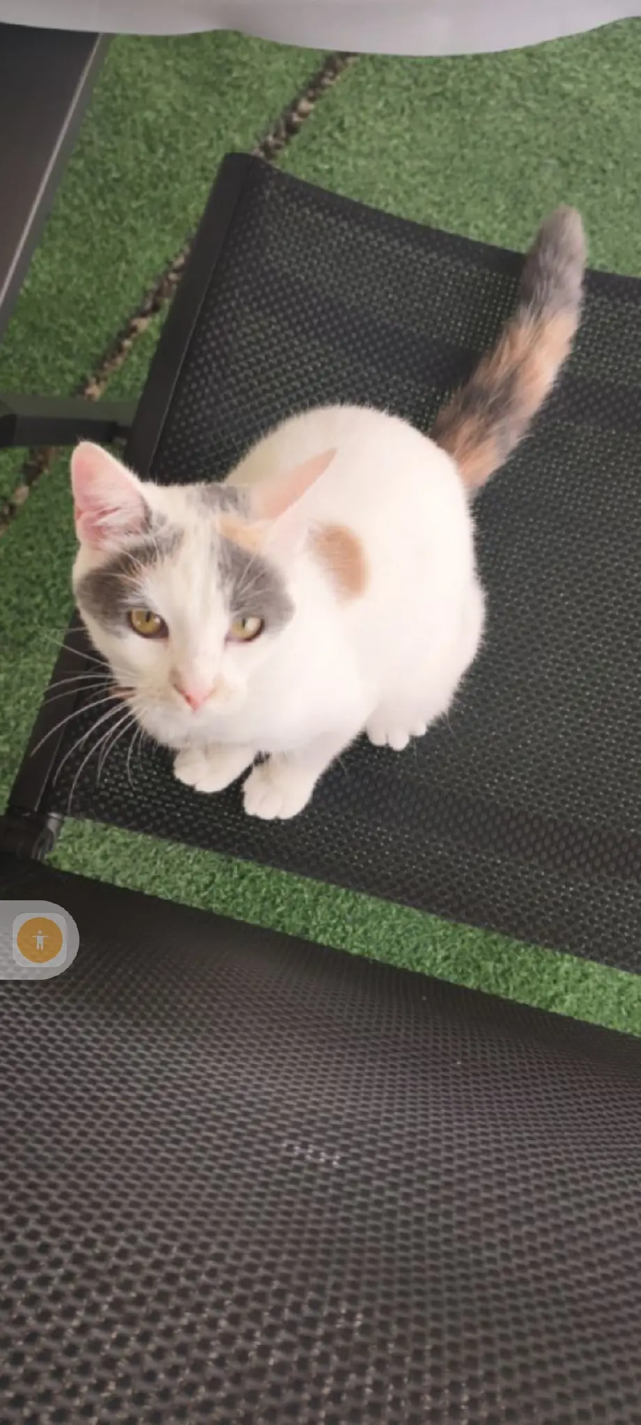 Chatte Perdue 36 Indre - Billy Chatte Perdue 36 Indre - Billy