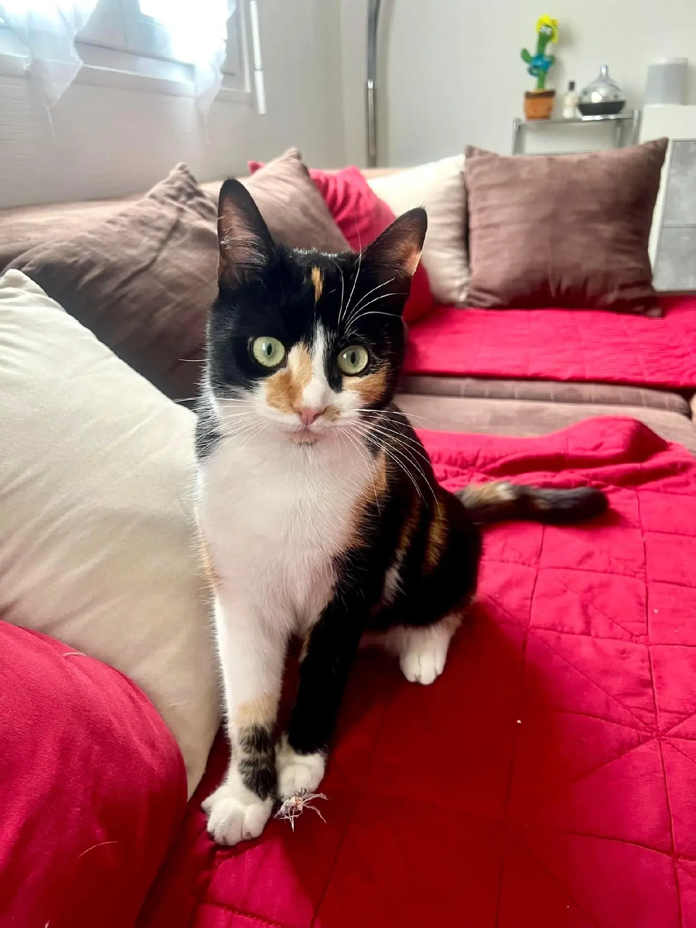 Chatte Perdue 36 Indre - Boo Chatte Perdue 36 Indre - Boo