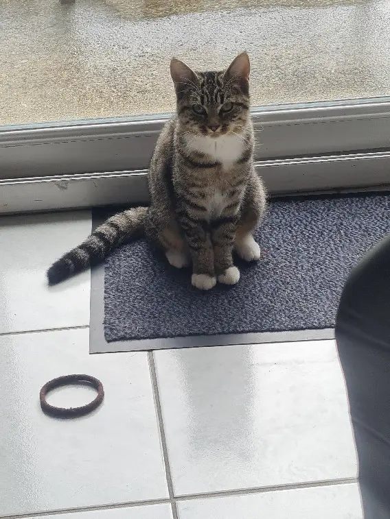 Chatte Perdue 36 Indre - Calion Chatte Perdue 36 Indre - Calion