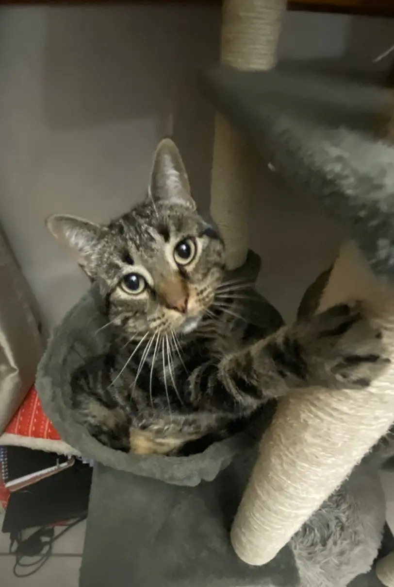 Chatte Perdue 36 Indre - Capucine Chatte Perdue 36 Indre - Capucine