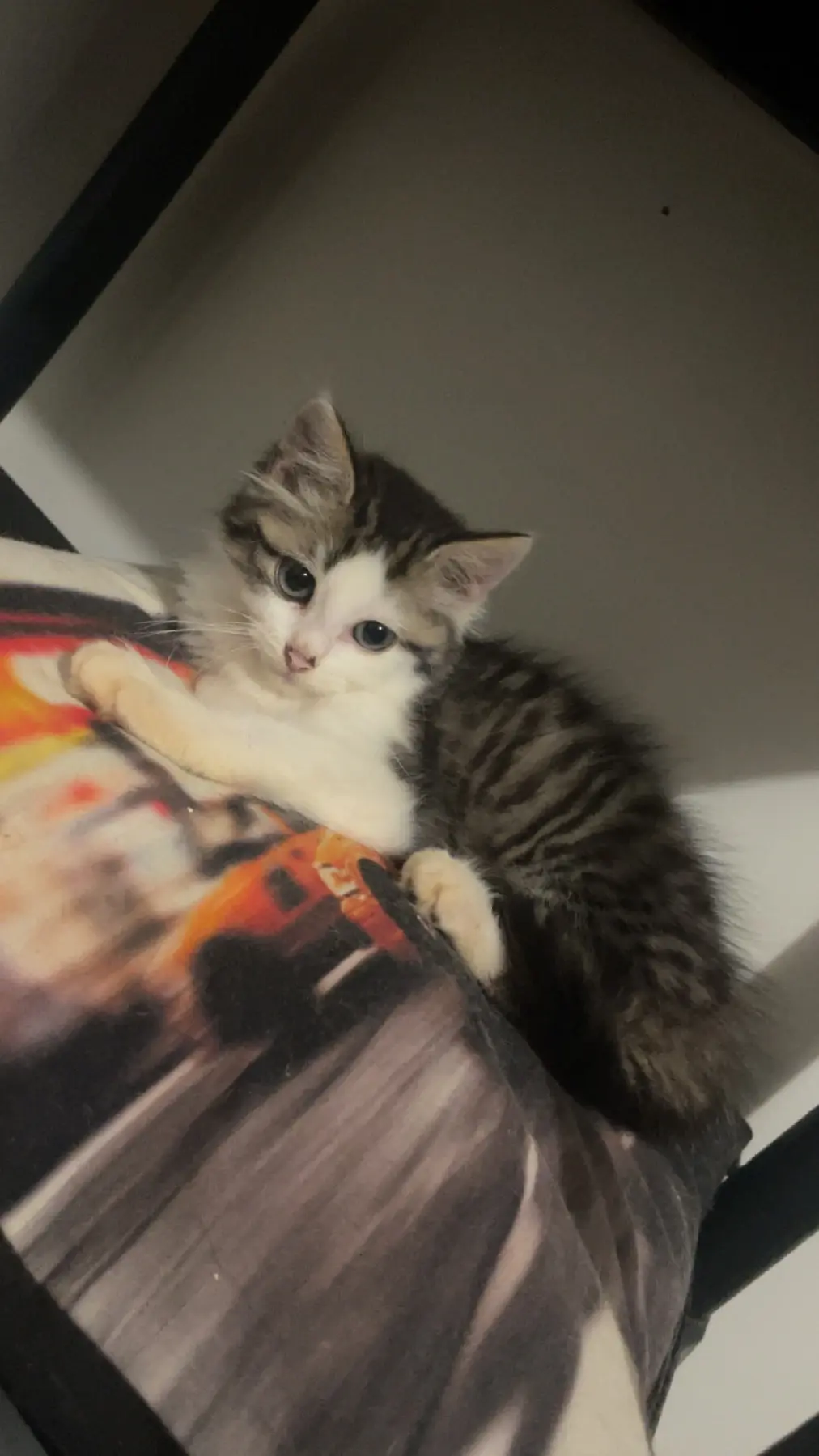 Chatte Perdue 36 Indre - Chanel Chatte Perdue 36 Indre - Chanel