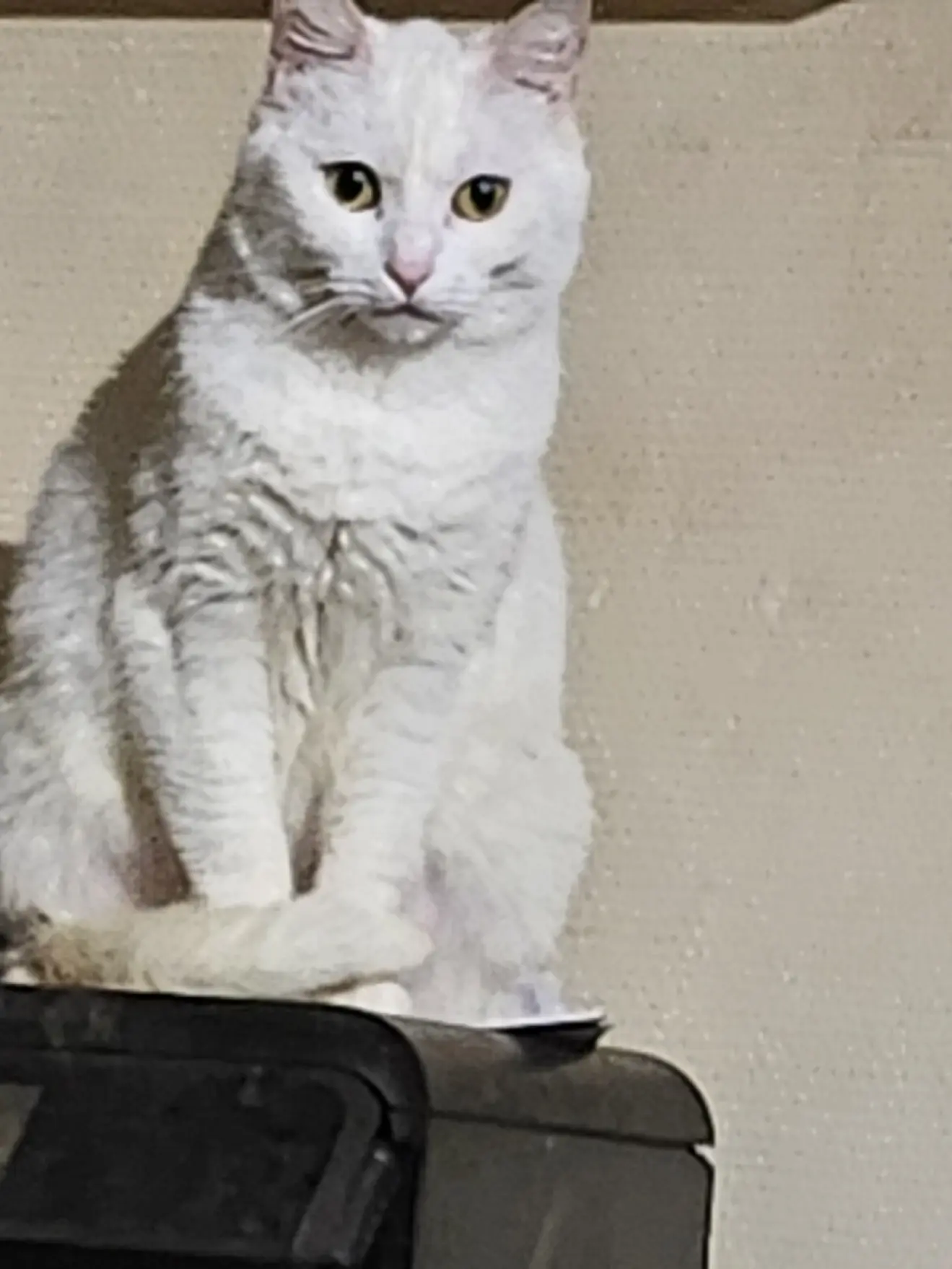Chatte Perdue 36 Indre - Chipie Chatte Perdue 36 Indre - Chipie