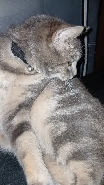 chatte lost   36000 Châteauroux Crevette