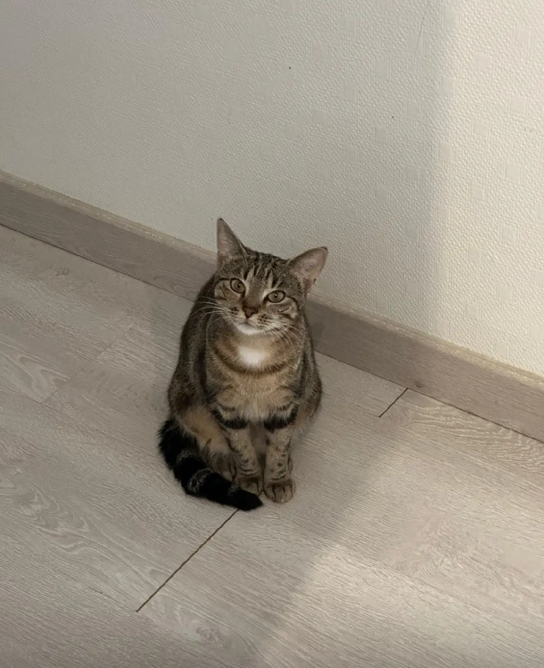 gata perdida D 51 36230 Sarzay Doki gata lost D 51 36230 Sarzay Doki