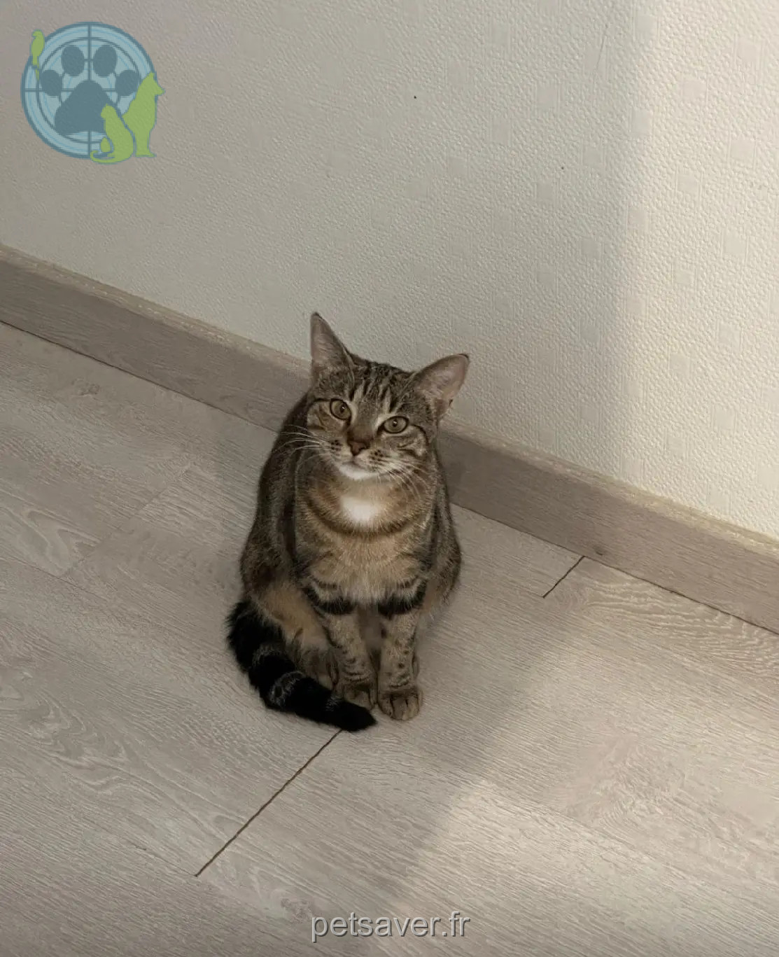 gata perdida D 51 36230 Sarzay Doki gata lost D 51 36230 Sarzay Doki