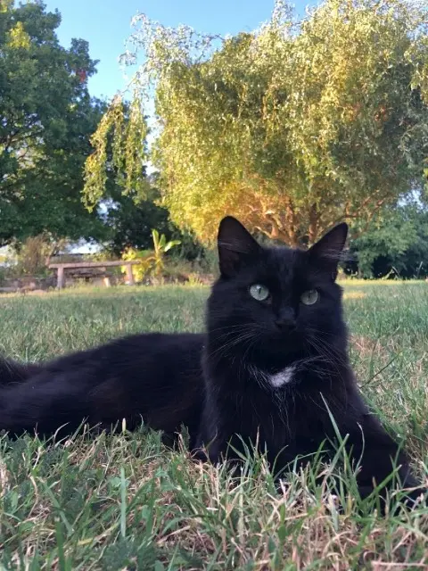 chatte lost   36120 Mâron Dora