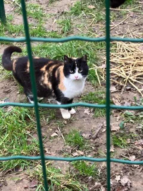 chatte lost   36110 Levroux Eden