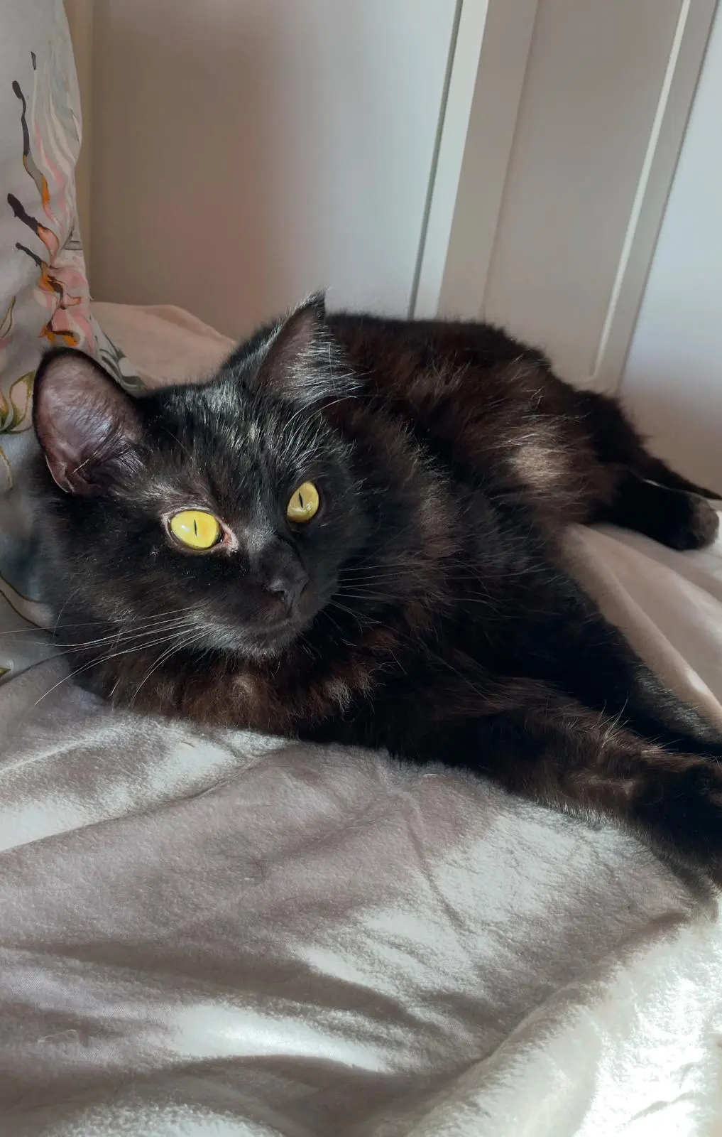 Chatte Perdue 36 Indre - Ermes Chatte Perdue 36 Indre - Ermes