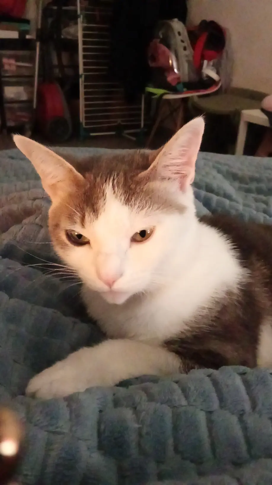 Chatte Perdue 36 Indre - Ernestina Chatte Perdue 36 Indre - Ernestina