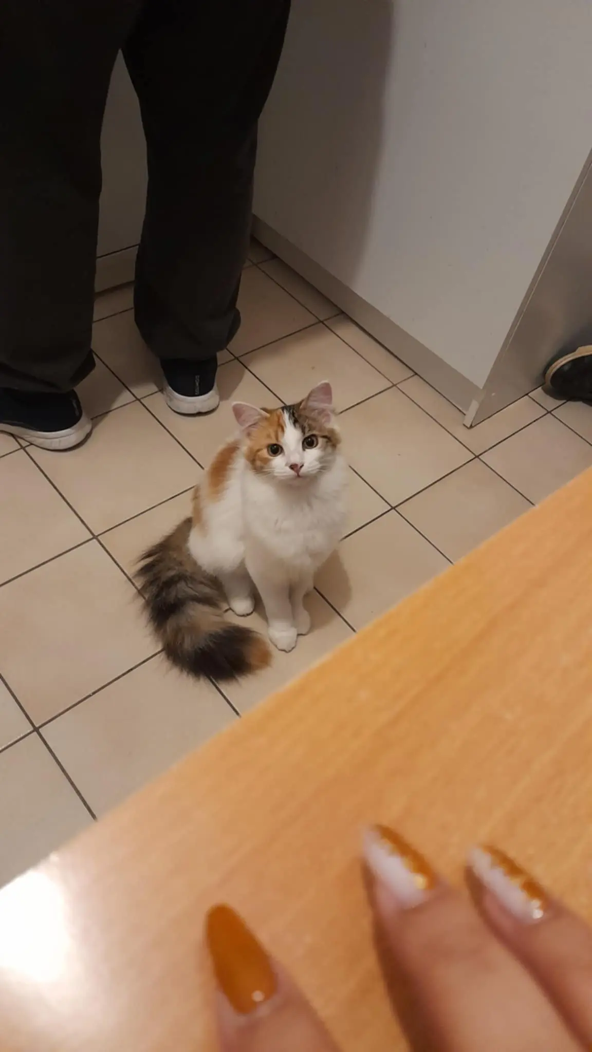 Chatte Perdue 36 Indre Chatte Perdue 36 Indre