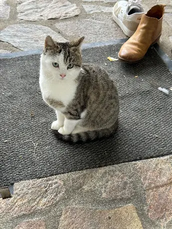 Chatte Perdue 36 Indre Chatte Perdue 36 Indre