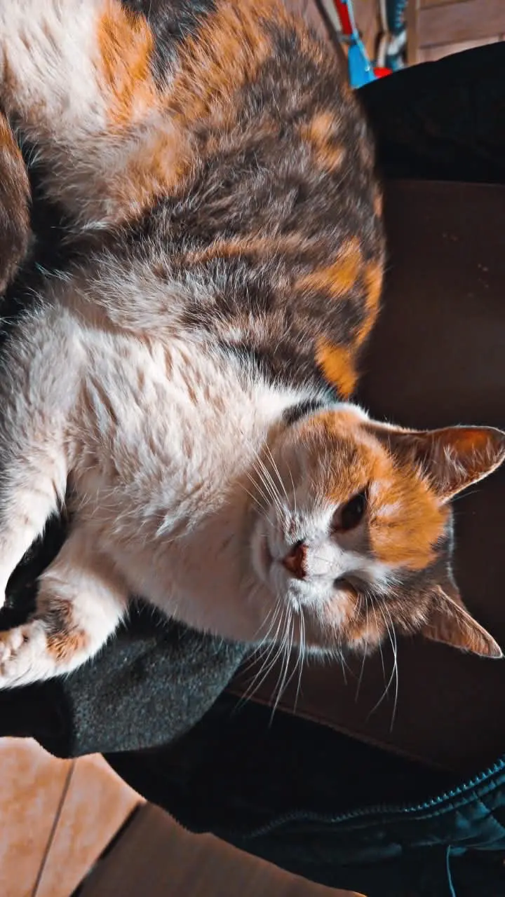 Chatte Perdue 36 Indre - Fifille Chatte Perdue 36 Indre - Fifille