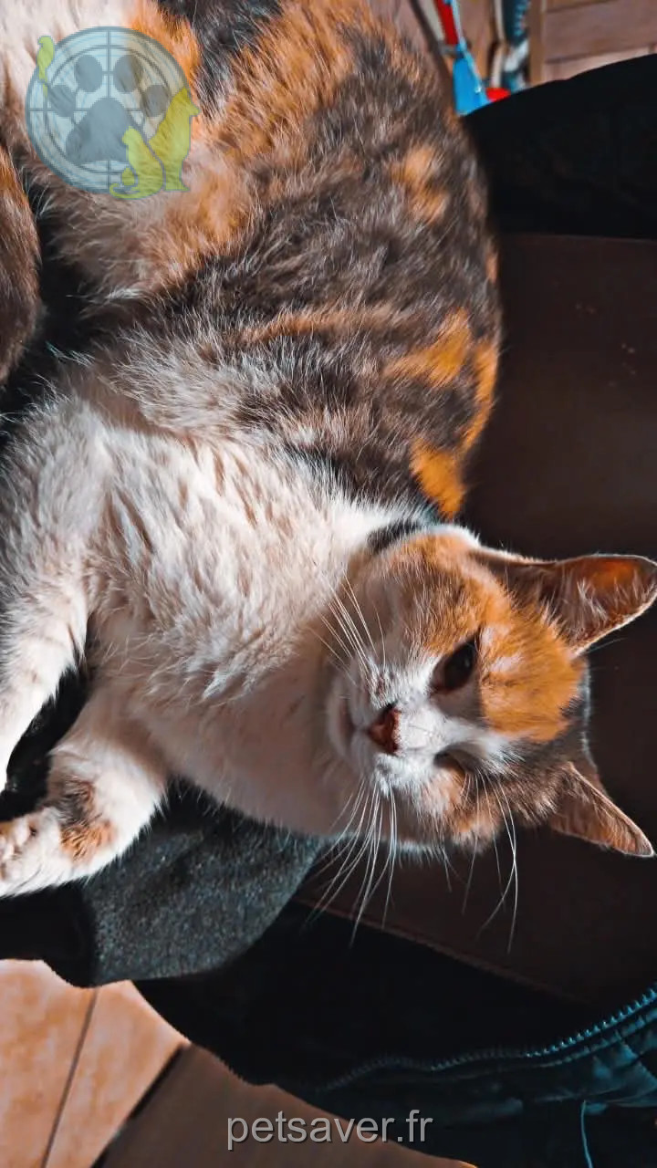 Chatte Perdue 36 Indre - Fifille Chatte Perdue 36 Indre - Fifille