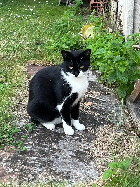 chatte lost   36000 Châteauroux Gribouille