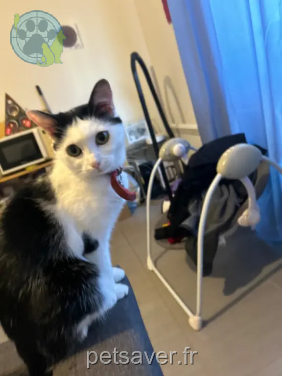 Chatte Perdue 36 Indre - Hinata Chatte Perdue 36 Indre - Hinata