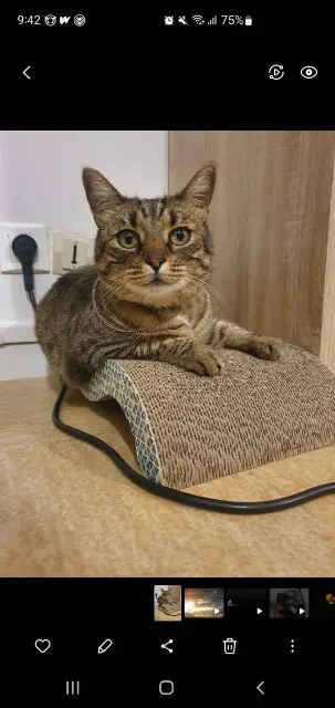 cat lost 36200 Argenton-sur-Creuse India cat lost 36200 Argenton-sur-Creuse India