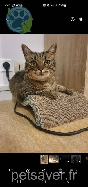 gata perdida 36200 Argenton-sur-Creuse India gata lost 36200 Argenton-sur-Creuse India