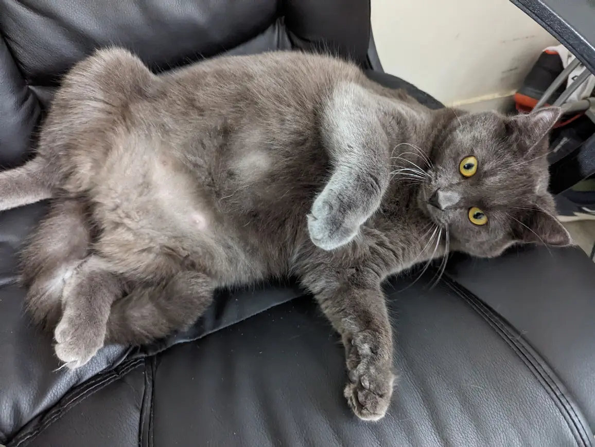 Chatte Perdue 36 Indre - Iris Chatte Perdue 36 Indre - Iris