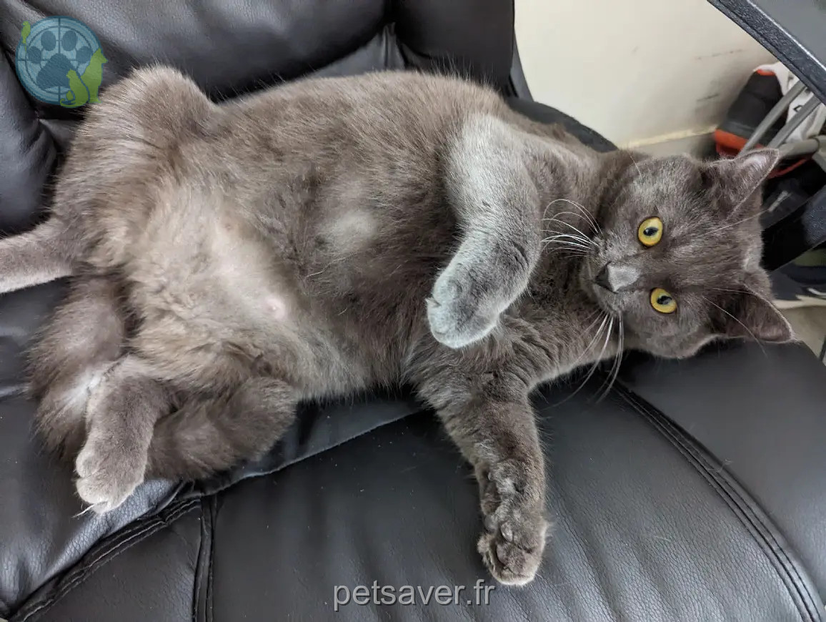 Chatte Perdue 36 Indre - Iris Chatte Perdue 36 Indre - Iris
