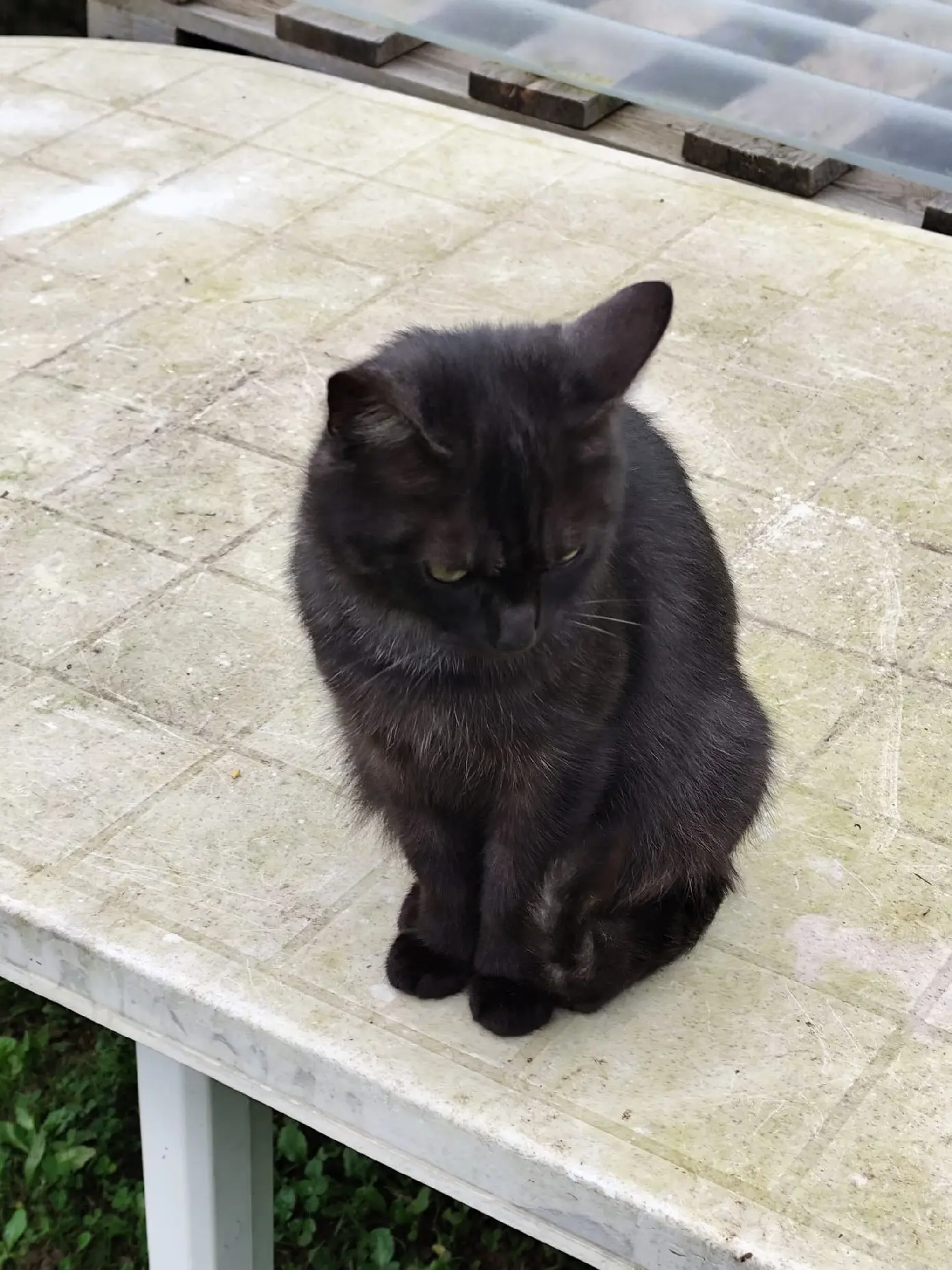 Chatte Perdue 36 Indre - Isis Chatte Perdue 36 Indre - Isis
