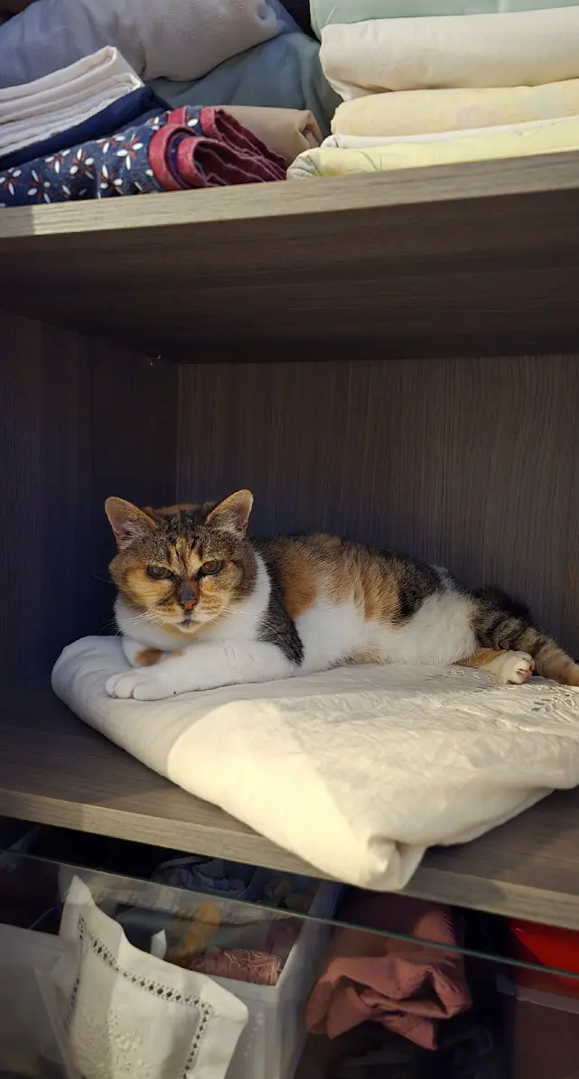 Chatte Perdue 36 Indre - Isis Chatte Perdue 36 Indre - Isis