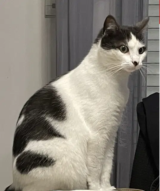 chatte lost   36000 Châteauroux Ivy
