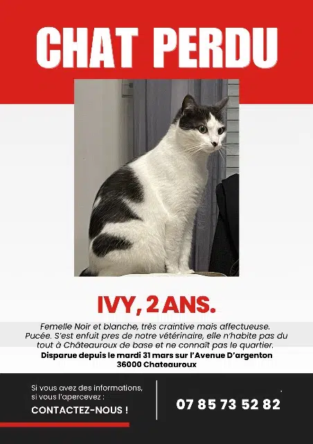 chatte lost   36000 Châteauroux Ivy